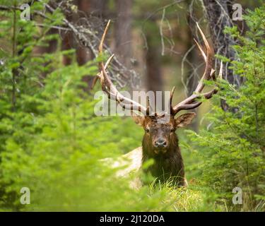 Bull Elk in den kanadischen Rockies, Alberta, Kanada Stockfoto