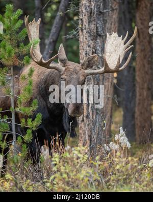 Bullmoose während der Herbstniederung in den kanadischen Rockies, ab, Kanada Stockfoto