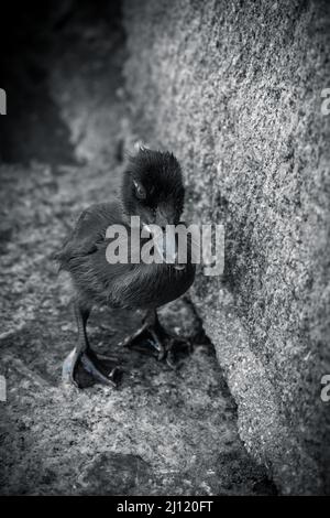 Vertikale schwarz-weiße Aufnahme einer kleinen Ente, die neben einer felsigen Wand steht Stockfoto