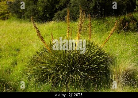 Speargras oder Golden Spaniard in Flower (Aciphylla aurea), Aoraki / Mt Cook National Park, South Island, Neuseeland Stockfoto