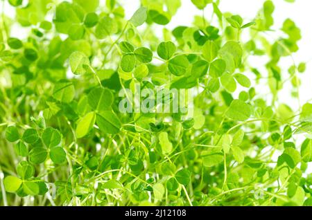 Rote Kleeblatt-Mikrogrün, durch helles Sonnenlicht, Vorderansicht. Frisches Trifolium pratense, junge grüne Pflanzen mit Trifoliat, Blätter mit drei Blättchen. Stockfoto