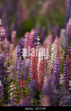 Wilde Lupinen, Tekapo, Mackenzie Country, Südinsel, Neuseeland Stockfoto