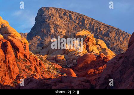 Red Rocks in Calico Hills mit Turtlehead Peak, Red Rock Canyon National Conservation Area, Nevada Stockfoto