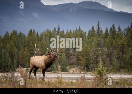 Bullen Sie Elche bugling in den kanadischen Rockies Stockfoto