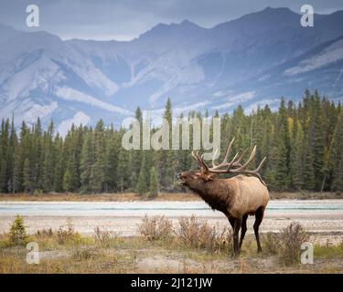 Bullen Sie Elche bugling in den kanadischen Rockies Stockfoto