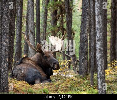 Big Bull Elch legt sich in den kanadischen Rockies nieder Stockfoto