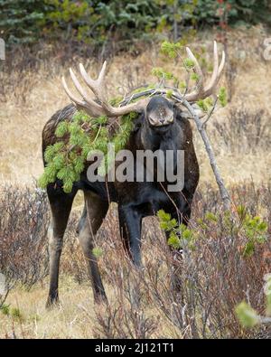 Big Bull Elch reiben eine Jack Kiefer während der Herbst Furche in den kanadischen Rockies Stockfoto