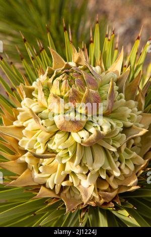 Der Joshua-Baum (Yucca brevifolia) blüht entlang des Mustang Loop Trail, Red Rock Canyon National Conservation Area, Nevada Stockfoto