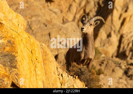 Bighorn Sheep (Ovis canadensis), Walker Lake Recreation Area, Stillwater Field Office Bureau of Land Management, Nevada Stockfoto