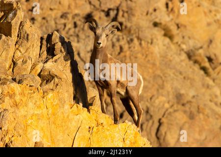 Bighorn Sheep (Ovis canadensis), Walker Lake Recreation Area, Stillwater Field Office Bureau of Land Management, Nevada Stockfoto