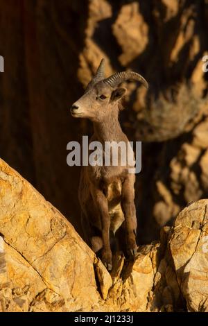 Bighorn Sheep (Ovis canadensis), Walker Lake Recreation Area, Stillwater Field Office Bureau of Land Management, Nevada Stockfoto