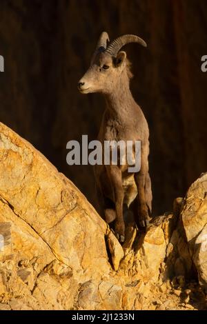 Bighorn Sheep (Ovis canadensis), Walker Lake Recreation Area, Stillwater Field Office Bureau of Land Management, Nevada Stockfoto