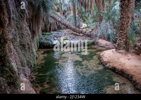 Ein Süßwasserteich in Terjit Oasis, Adrar Region, Mauretanien Stockfoto