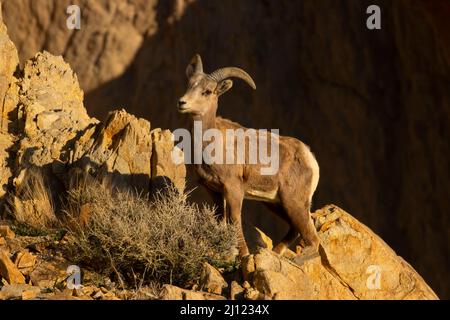 Bighorn Sheep (Ovis canadensis), Walker Lake Recreation Area, Stillwater Field Office Bureau of Land Management, Nevada Stockfoto