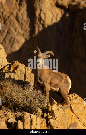 Bighorn Sheep (Ovis canadensis), Walker Lake Recreation Area, Stillwater Field Office Bureau of Land Management, Nevada Stockfoto