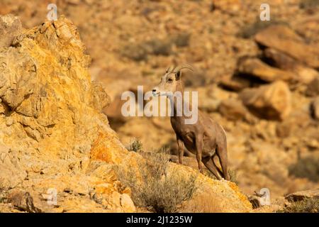 Bighorn Sheep (Ovis canadensis), Walker Lake Recreation Area, Stillwater Field Office Bureau of Land Management, Nevada Stockfoto