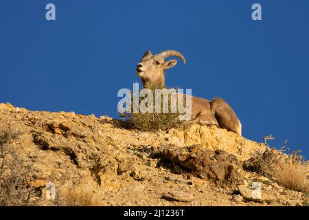 Bighorn Sheep (Ovis canadensis), Walker Lake Recreation Area, Stillwater Field Office Bureau of Land Management, Nevada Stockfoto