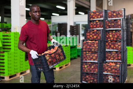 Arbeiter, der Pfirsichkasten im Lager trägt Stockfoto