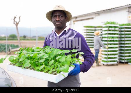 Positiver afrikanischer männlicher Landwirt, der Tablett mit Sämlingen hält Stockfoto