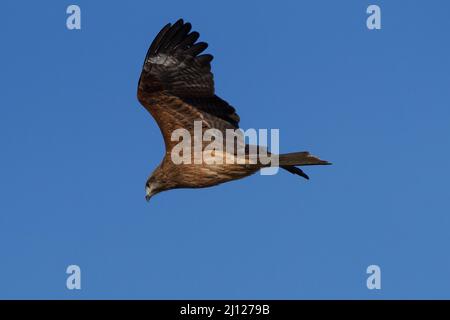 Ein schwarzer Drachen (Milvus migrans), der fliegt. Kanagawa, Japan. Stockfoto