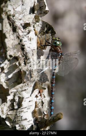 Aeshnidae auf Birke Stockfoto
