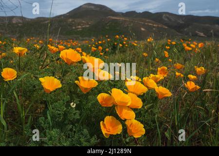 Hügel mit goldenen Mohnblumen in voller Blüte. Wunderschöne kalifornische Landschaft mit grünen Bergen und bewölktem Himmel im Hintergrund Stockfoto