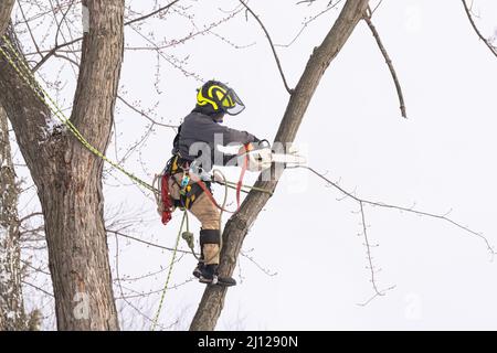 Ein Baumchirurg schneidet und trimmt einen Baum Stockfoto