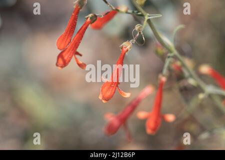 Blütenstand von Penstemon Rostriflorus, Plantaginaceae, einheimischem Unterstrauch in den San Bernardino Mountains, Sommer. Stockfoto