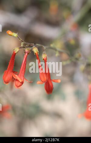 Blütenstand von Penstemon Rostriflorus, Plantaginaceae, einheimischem Unterstrauch in den San Bernardino Mountains, Sommer. Stockfoto