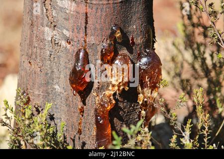 Nahaufnahme des Zahnfleischs, der aus dem Baumstamm von Acacia aufgrund von Stress austreten soll, South Australia Stockfoto