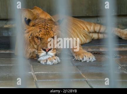 Der faule Liger schläft im Käfig des Zoos, die Vorderansicht des Liger ist auf dem Boden. Stockfoto