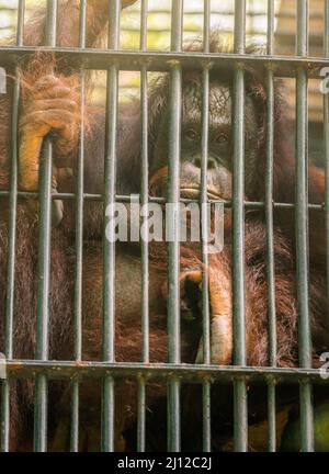 Porträt eines orangefarbenen Orang-Utan-Affen im Zoo-Käfig, Augen blicken direkt auf die Kamera, vertikales Bild. Stockfoto