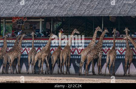 Safari World Zoo, Bangkok, Thailand - 22. Oktober 2021: Gruppen von Giraffen, die in der Zeit von Covid-19 darauf warten, Nahrung von Touristen zu bekommen, verbreiten sich Stockfoto