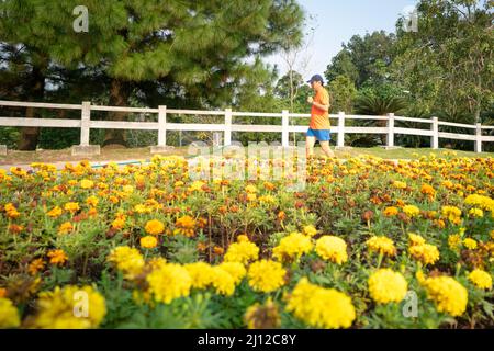 Mann Läufer Joggen in einem Park mit gelben Blumen im Vordergrund. Frühling oder gesundes Lifestyle-Konzept. Stockfoto