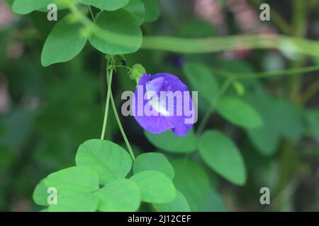 Clitoria ternatea, allgemein bekannt als asiatische Taubenflügel, Blaubauch, Blauerbsenbeine, Schmetterlingserbsenbeine, Cordofanerbsenbeine, Darwin-Erbse, blau ternate. Stockfoto