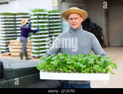 Porträt des Bauern in Strohhut mit Tablett mit Sämlingen Stockfoto