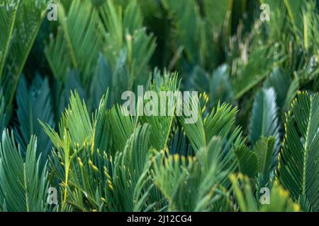 King Sago Palm üppig grün Blätter Hintergrund oder Tapete Stockfoto