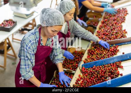 Frauen, die an der Herstellung der Sortierlinie im Obstlager arbeiten Stockfoto
