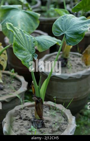 Alocasia Portora Elephant Ear Pflanze Stockfoto