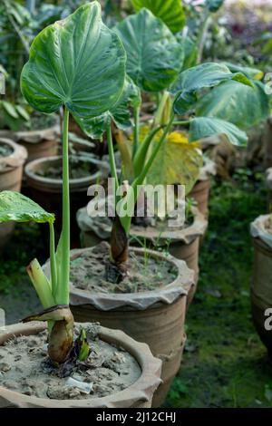 Alocasia Portora Elefantenohrpflanze in Töpfen Stockfoto