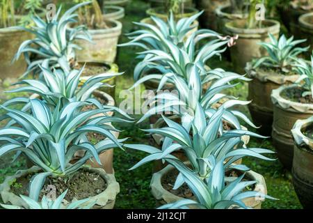 Agavenpflanzen, die in große Tontöpfe eingegossen wurden Stockfoto