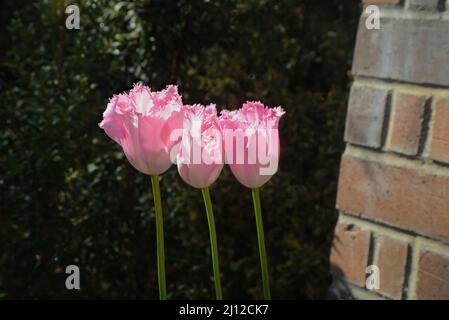 Schönheit & Inspiration, 3 weiße Tulpen blühen, diese bunten Blüten mit gefransten Blütenblättern. Kommunizieren Sie Reinheit, Zweisamkeit und Wachstum. Stockfoto