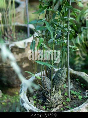 Japanischer Sago Palmkernkegel Nahaufnahme Stockfoto