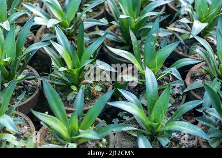 Agave Pflanzen wachsen in einer Pflanzenkinderstube Stockfoto