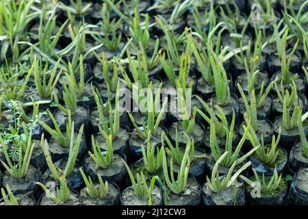 Aloe Vera Pflanzen wachsen in einem Polyethylen-Beutel in einer Pflanzenküserei Stockfoto