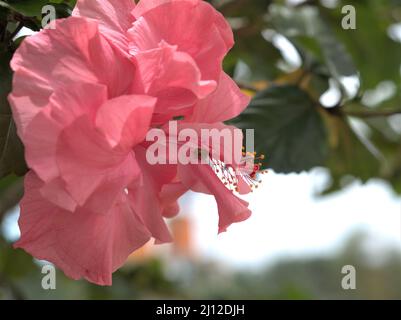 Hibiscus rosa sinensis Rosa Blume mit verschwommenem Hintergrund und Marienkäfer, der die Blume bestäubt hat Stockfoto