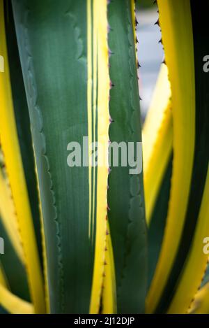 Abstrakter floraler Hintergrund. Lange, eitrige Blätter. Gestreiftes Agavenmuster. Stockfoto