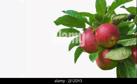 Rot, reif und fertig. Ein Apfel pro Tag hält den Arzt fern. Stockfoto