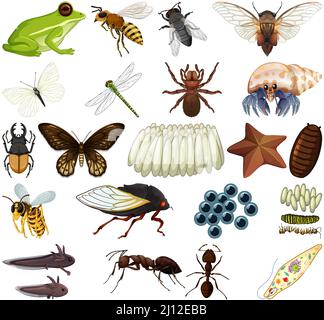 Verschiedene Arten von Insekten und Tieren auf weißem Hintergrund Illustration Stock Vektor