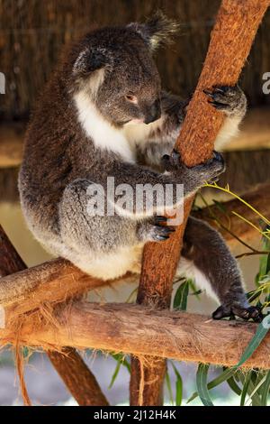 Säugetiere / Ein Koala, der im Ballarat Wildlife Park in Ballarat Australia ruht. Stockfoto